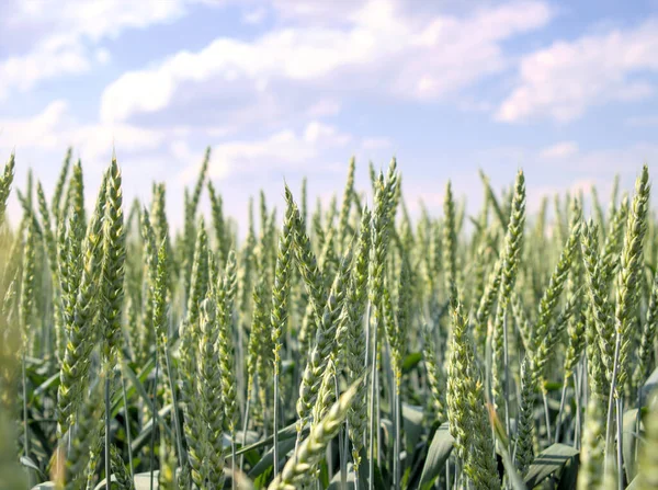 Зеленая Пшеница Небо Облаками Заднем Плане — стоковое фото