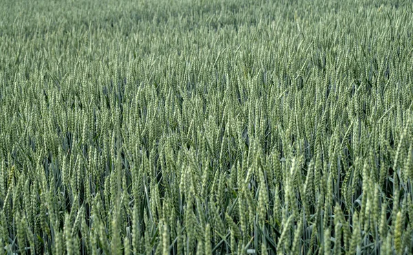 6月の小麦畑の写真 自然背景 — ストック写真