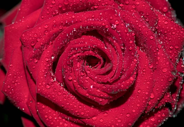 Macro shot of water drops on rose petals