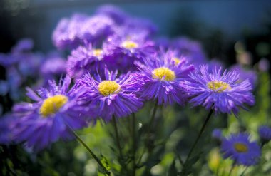 Erigeron çiçekleri açıyor. Bulanık arkaplan