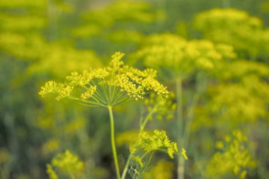 Haziran 'da bahçede Dill çiçek açar.