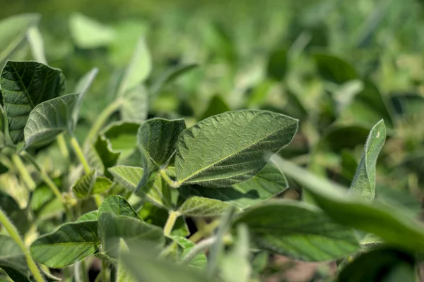 若い緑の大豆の葉 自然背景 — ストック写真