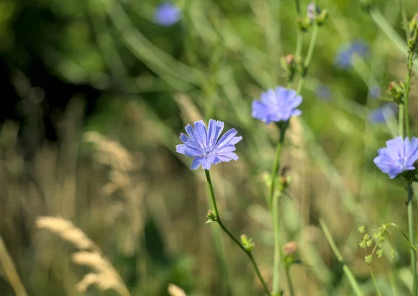 Fiori Cicoria Blu Nel Campo Sfondo Naturale — Foto Stock