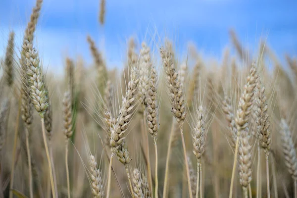 Спелые Колоски Пшеницы Поле Июле — стоковое фото