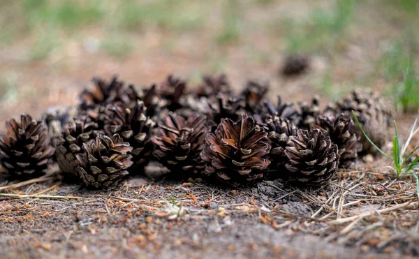 Pile Pine Cones Ground Natural Background — Stock Photo, Image