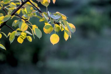 Akşam güneşinde yaprakları olan armut dalı