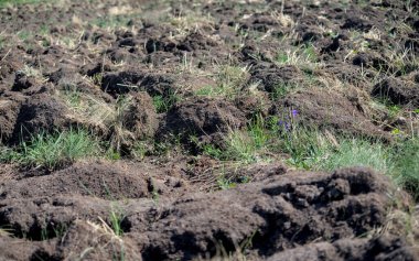 Ağustosta otla sürülmüş toprakların bir parçası
