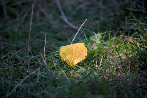 Yellow Leaf Sunlight Green Grass — Stock Photo, Image