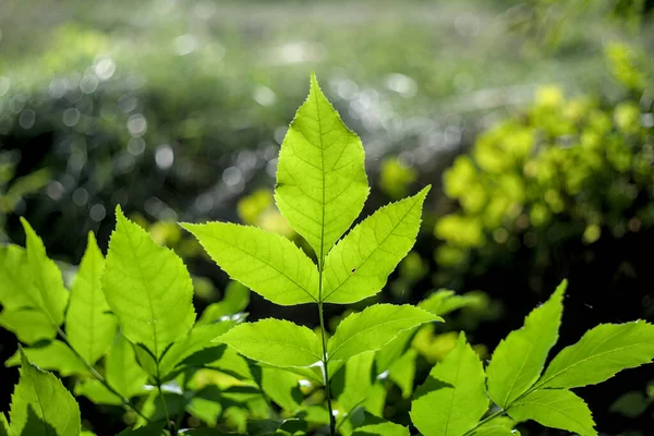 Photo of green ash leaves against sunlight. Natural background