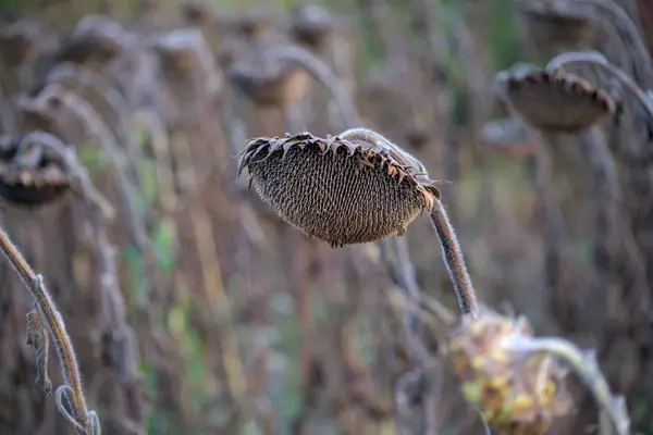 stock image Dry ripened heads of seeds on agricultural field. Sunflowers harvest time.