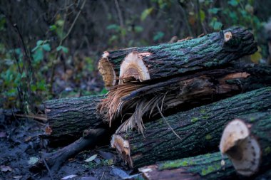 Ormandaki istiflenmiş söğüt ağaçlarının fotoğrafı.
