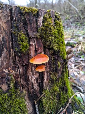 Söğüt ağacında yabani mantarlar.