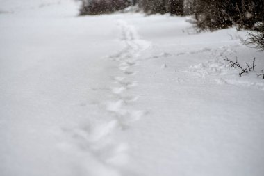 Taze karda insan izleri. Kış manzarası, doğal arka plan veya doku