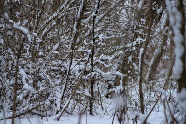 Ocak ayında kış ormanı manzarası ağaçları kar yağar
