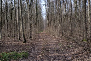 Şubat ayında kar olmayan orman yolu. Ukrayna.