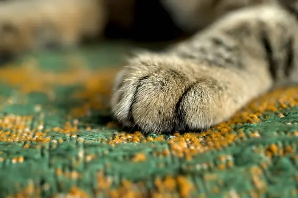 Tabby Πόδι Γάτας Στον Καναπέ Επιλεκτική Εστίαση Φωτογραφία Αρχείου