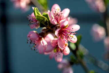 Güzel pembe şeftali güneş ışığında çiçek açar.