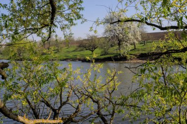 Baharın başlarında söğüt çiçeği. Dallarda sarı kekemeler. Kıştan sonra doğanın uyanışı.