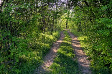 Bir yol, ağaçların arasından, güneş ışınlarıyla eser..