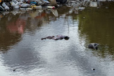 Su birikintisinde yüzen plastik şişeler. Ormanın yakınındaki kirlilik çöpü. Doğayı koruma kavramı.