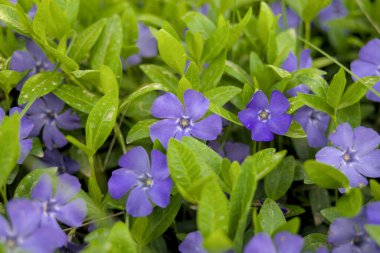 Mor menekşe, çiçek açmış küçük çiçekler. Çiçek arkaplan ve duvar kağıdı