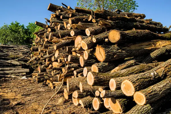 Pile of oak logs near the forest