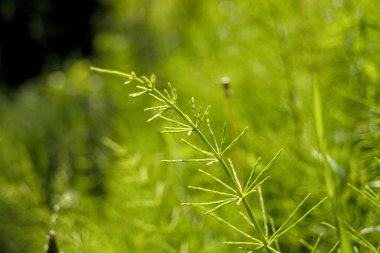 Equisetum arvense, tarla at kuyruğu çiğ damlalarıyla yakın plan seçici odaklanma