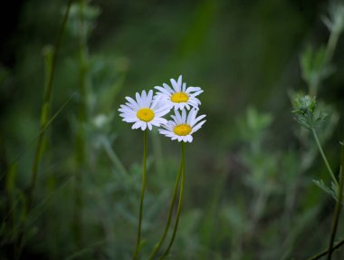 Çayırdaki üç papatyanın fotoğrafı.