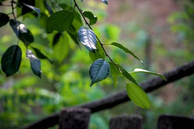 Temmuz 'da yağmur damlalarıyla kiraz dalının fotoğrafı