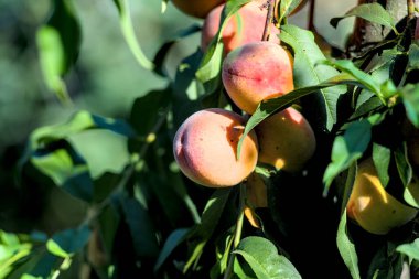 Ağaç dallarında şeftali. Lezzetli ve sağlıklı organik besin.