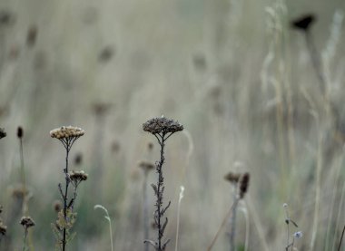 Kuru otların, sazlıkların, sapların seçici yumuşak odağı uzay, yaz, çimen kavramının kopyasıdır.