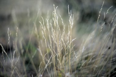 Akşamları tarlada sarı çimenler. Doğal arkaplan.