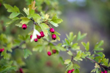 Kırmızı meyveli Hawthorn, Crataegus monogyna, Doğal güzel bir arka plan..