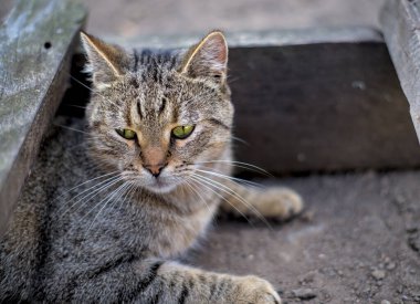 Tekir kedi pençeleri dışarıda yerde yatıyor ve tahta bir merdivenin arka planına bakıyor..