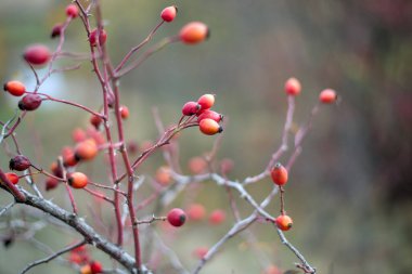 Ekim 'de kırmızı böğürtlenli gül ağacı