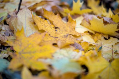 Sarı akçaağaç yaprakları parktaki ağaçlardan düştü..