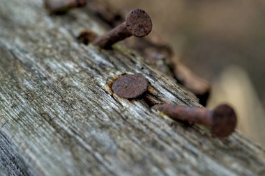 Ağaçtaki birkaç kıvrımlı paslı çivi