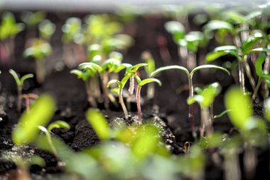 Baharda yerde küçük bitkiler. Taze, tohum, fotoğraf tazeliği ve tarım kavramı..