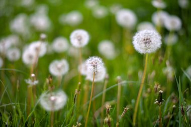 Beyaz kabarık karahindiba, doğal yeşil bahar arka plan