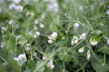 Mayıs ayının sonunda tarlada bezelyeler açar.