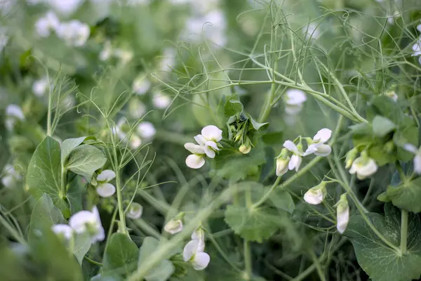 Mayıs ayının sonunda tarlada bezelyeler açar.