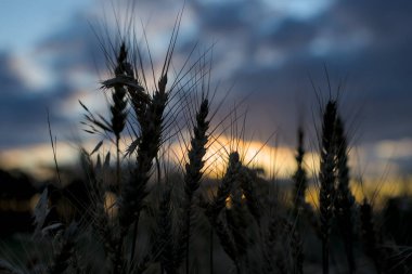 Gün batımına karşı bir buğday çıkıntısı