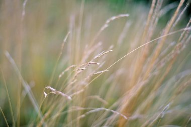 Bulanık arkaplanda kurumuş sarı çimen fotoğrafı