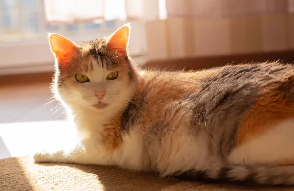 Schöne Katze Liegt Der Sonne — Stockfoto