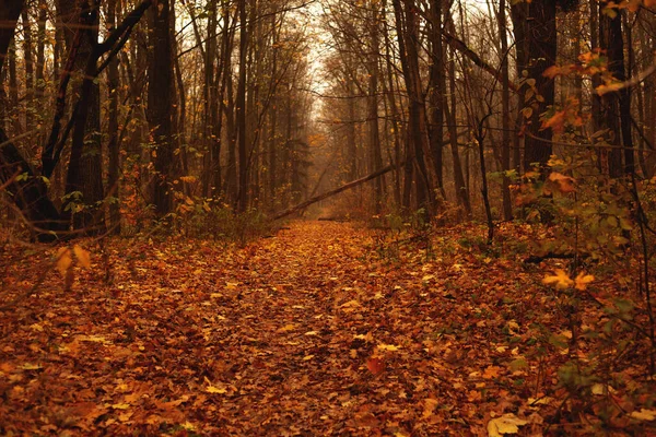 Gyönyörű Ősz Erdőben — Stock Fotó