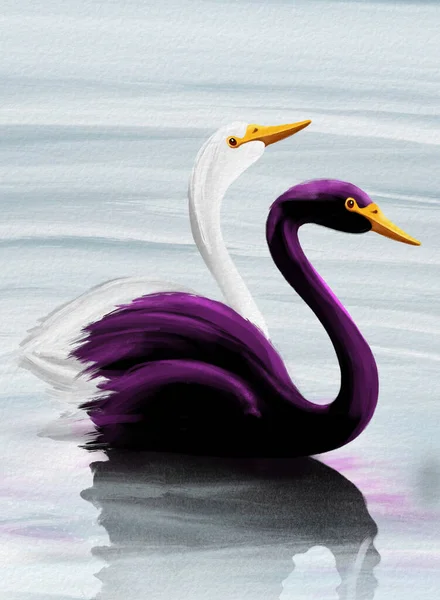 Пара Красивых Черно Белых Лебедей — стоковое фото
