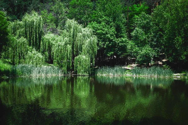 Lake Green Plants Summer — Stock Photo, Image