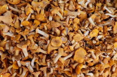Taze chanterelle mantarlarının geçmişi