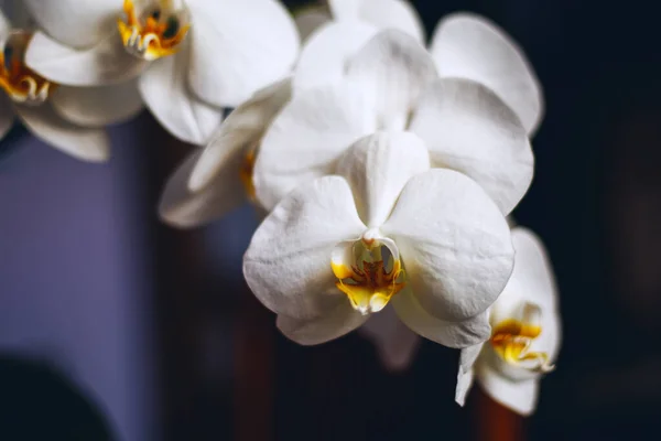 精美的白色兰花 美丽的自然 — 图库照片