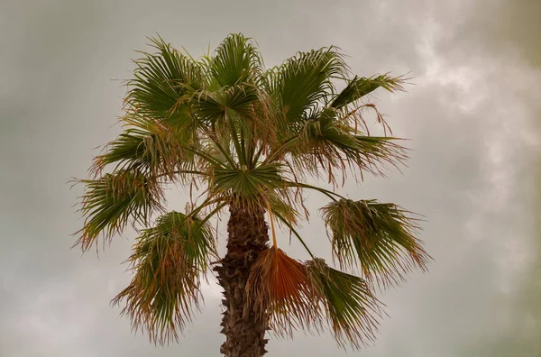 Palma Pochmurne Niebo — Zdjęcie stockowe